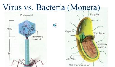 Bacteria vs virus