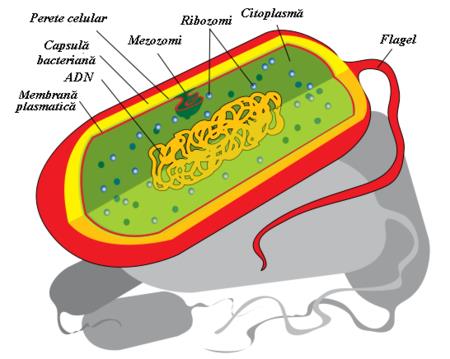 structura celulara a bacteriilor)